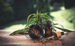 Olej CBD oraz inne produkty z konopi – sprzedaż w Polsce